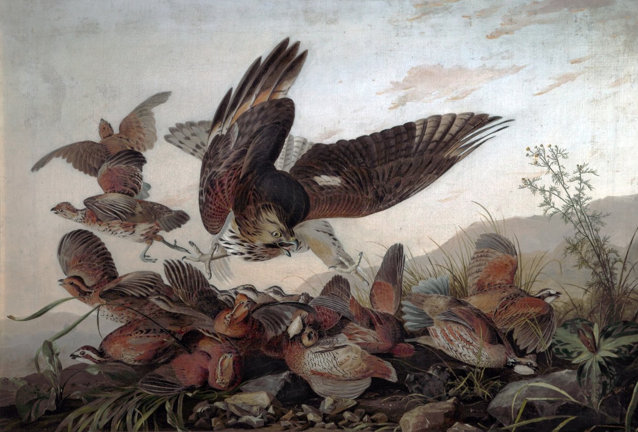 Falken greifen Rebhühner an, 1826 von John James Audubon