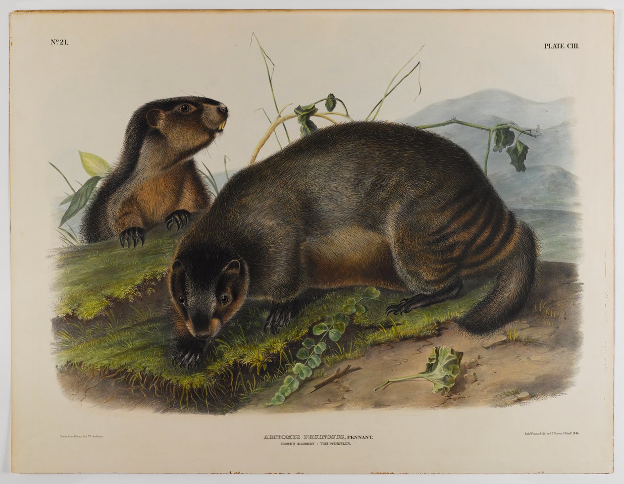 Graue Murmeltier von John James Audubon