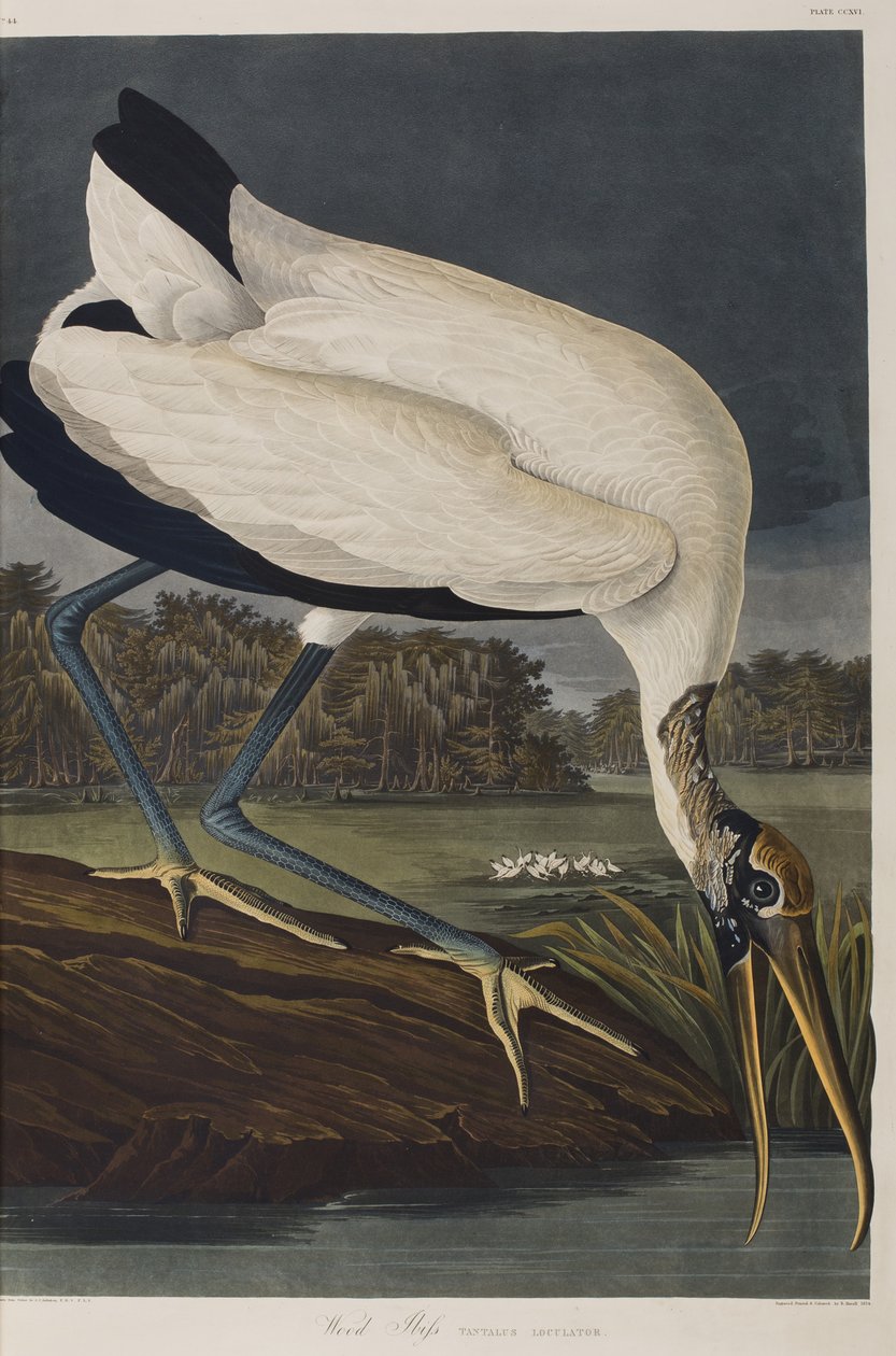 Illustration aus 