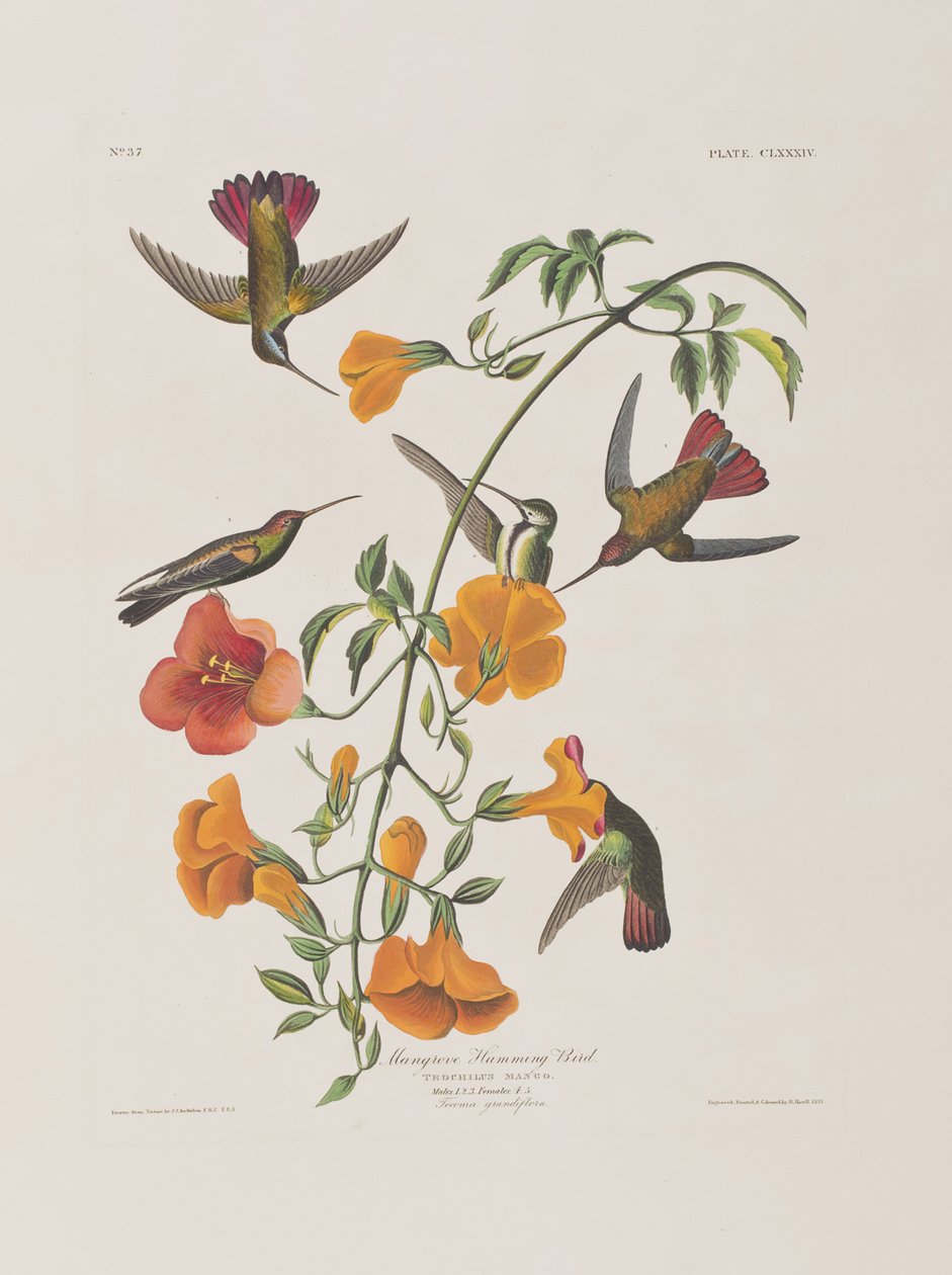 Illustration aus 