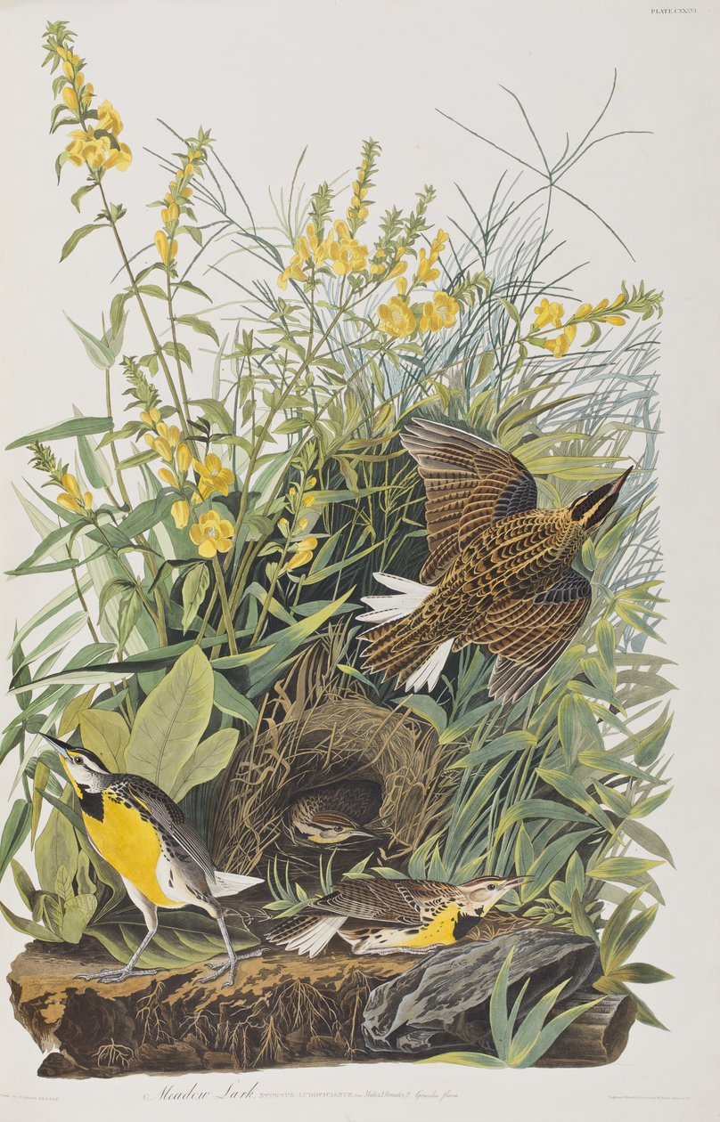 Illustration aus 