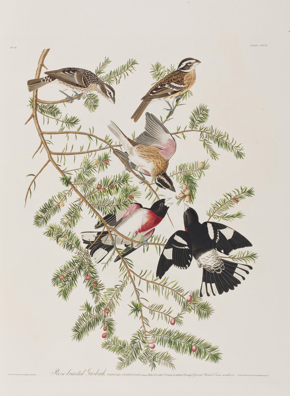 Illustration aus 