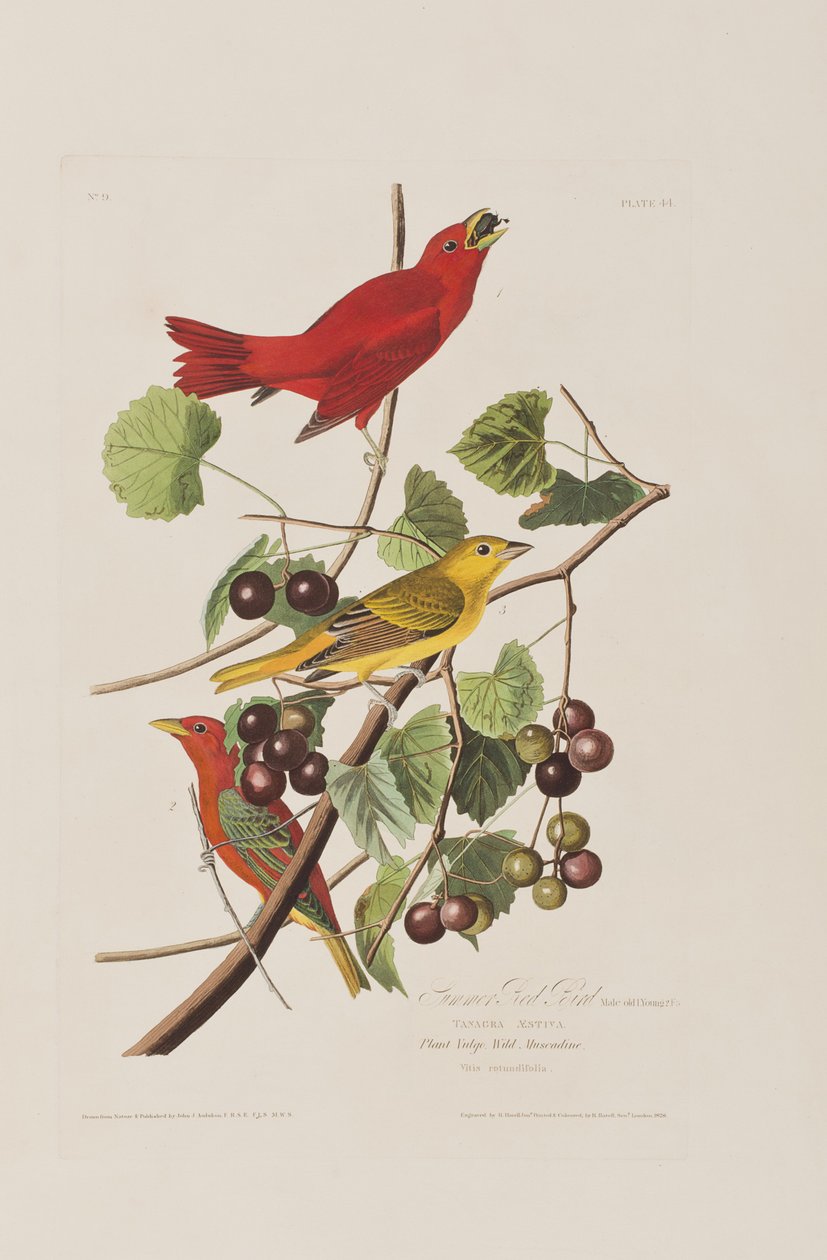 Illustration aus 