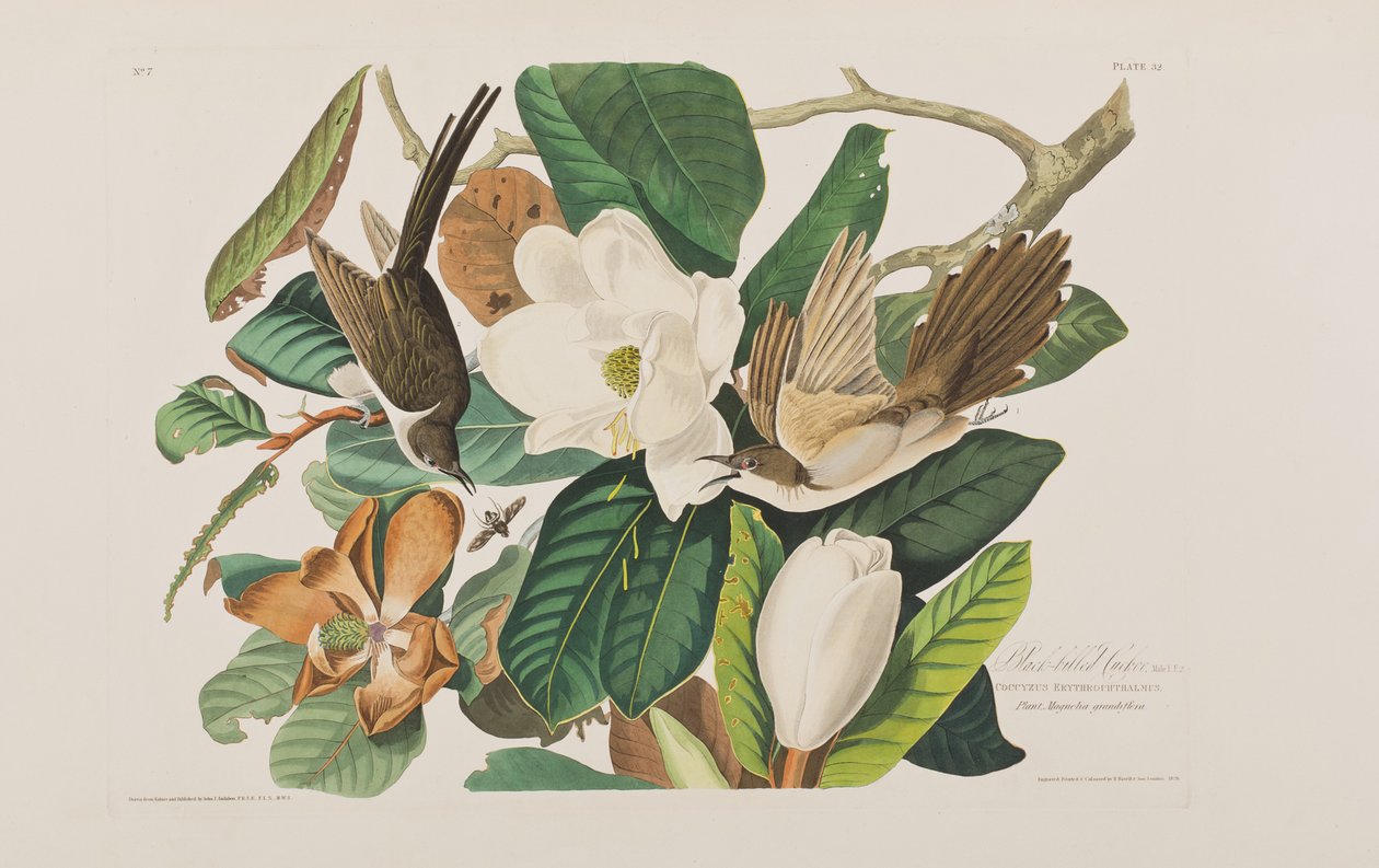 Illustration aus 