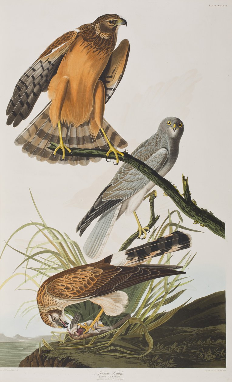 Illustration aus 