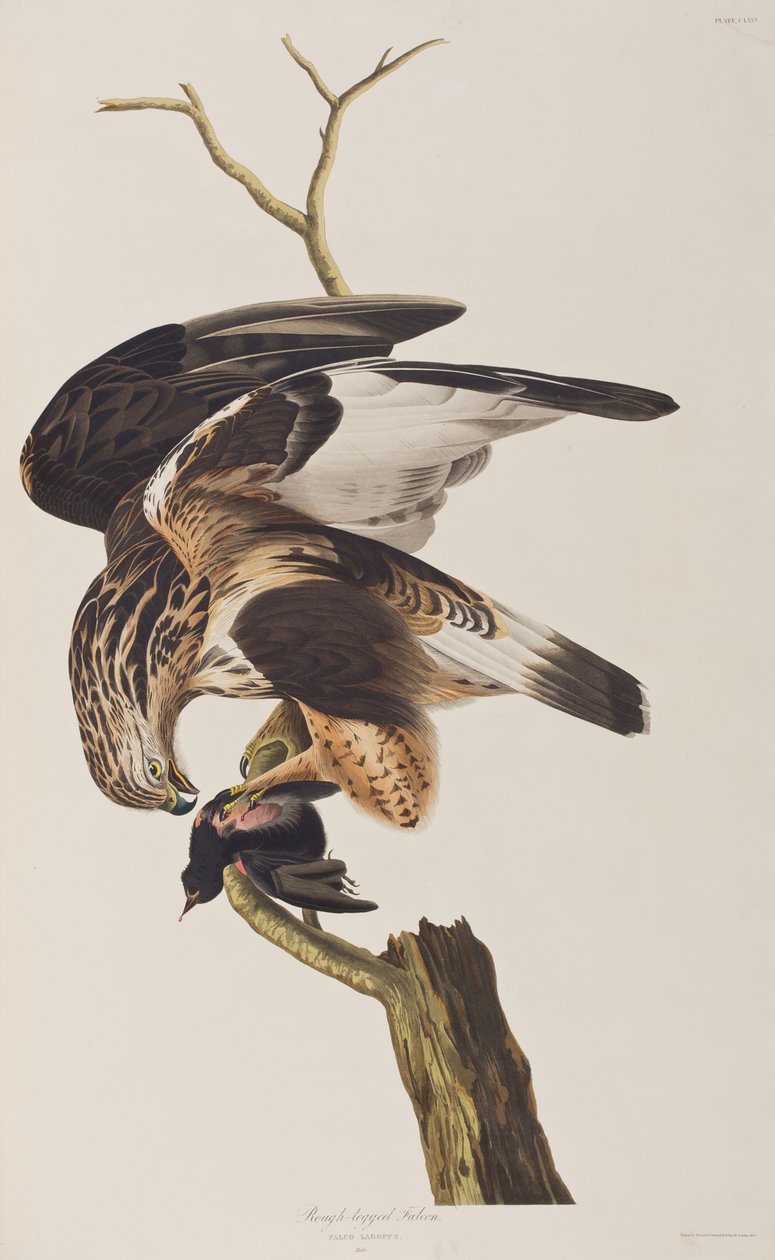 Illustration aus 