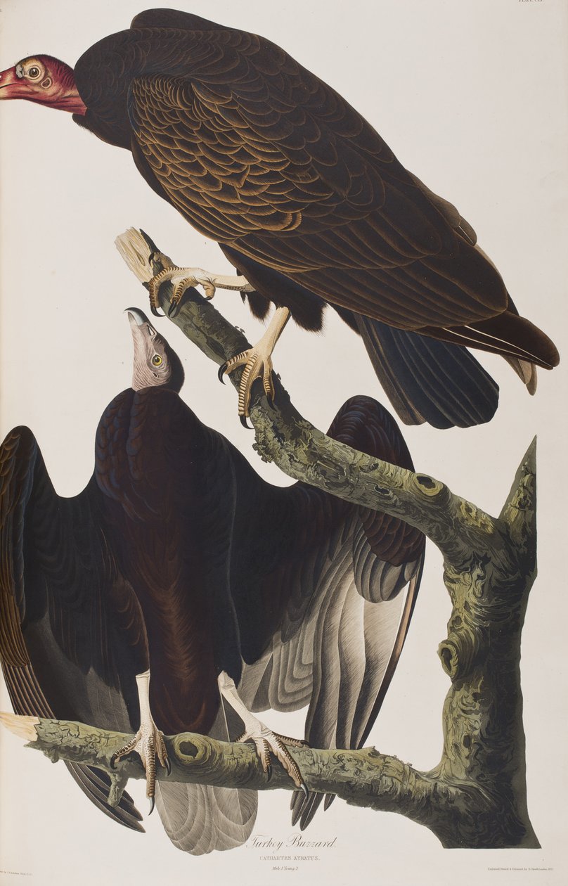 Illustration aus 