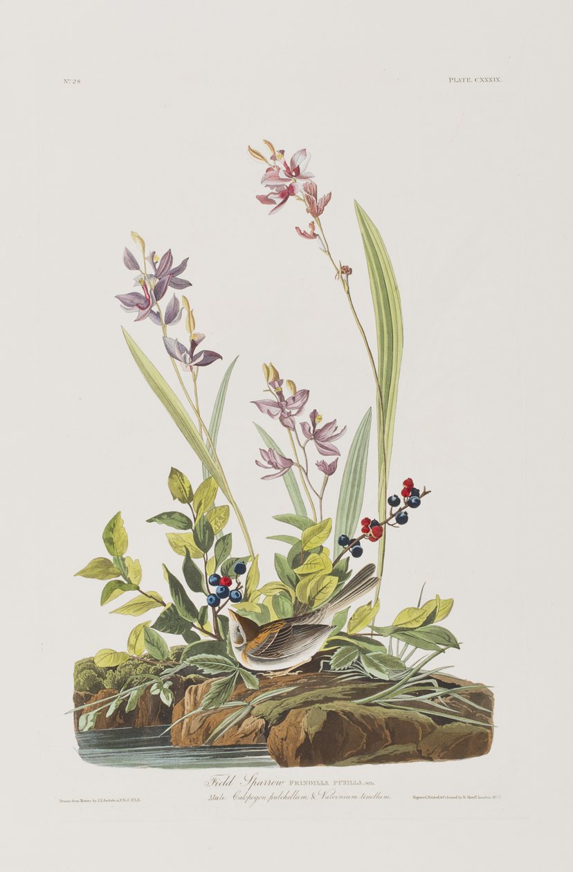 Illustration aus 
