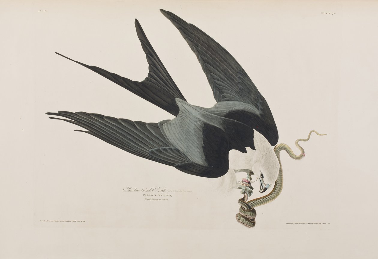 Illustration aus 