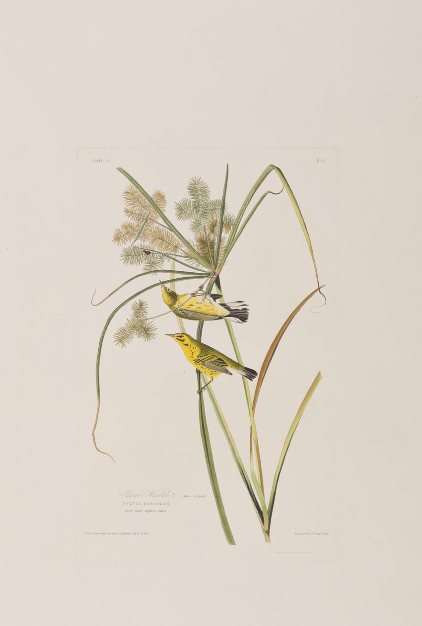 Illustration aus 