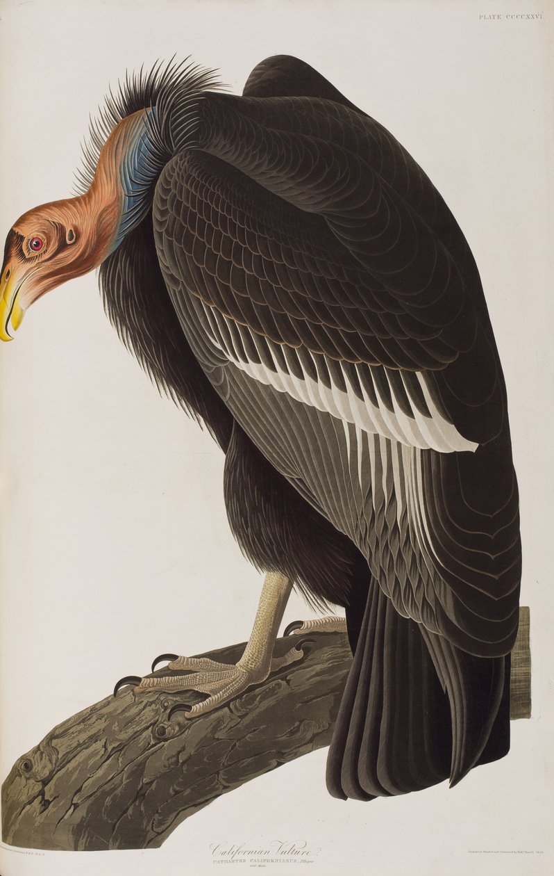 Illustration aus 