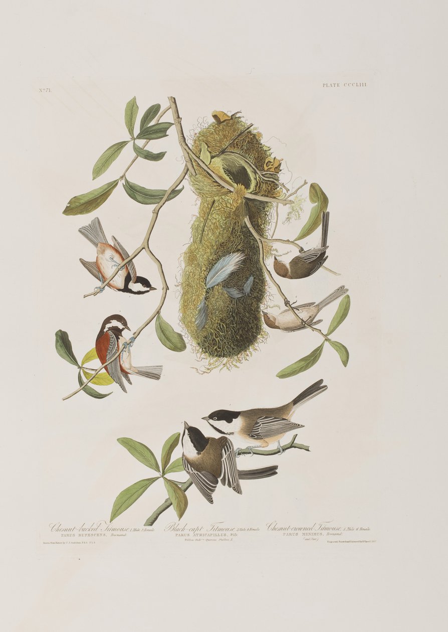 Illustration aus 