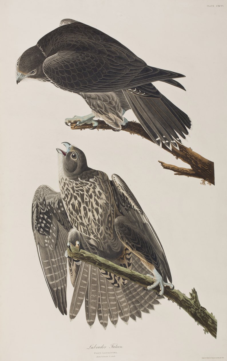 Illustration aus 
