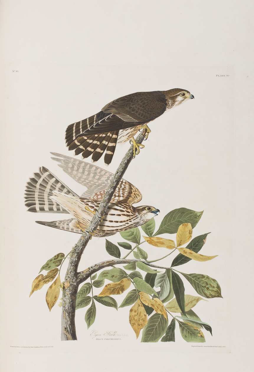 Illustration aus 