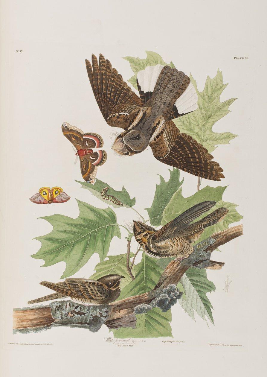 Illustration aus 