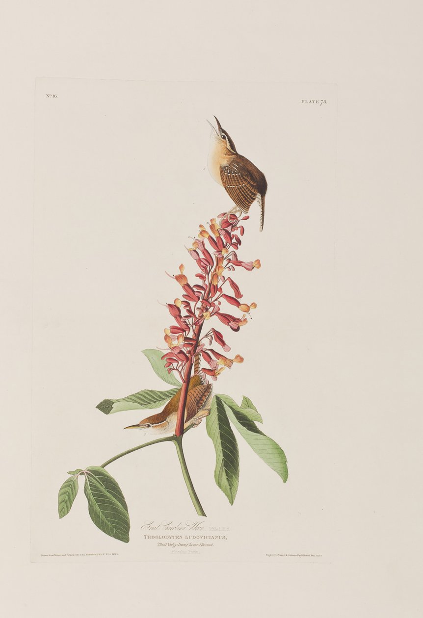 Illustration aus 