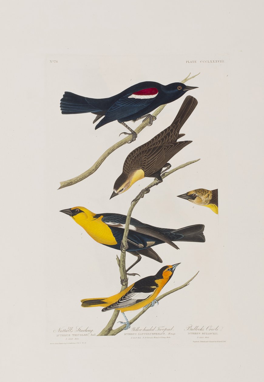 Illustration aus 