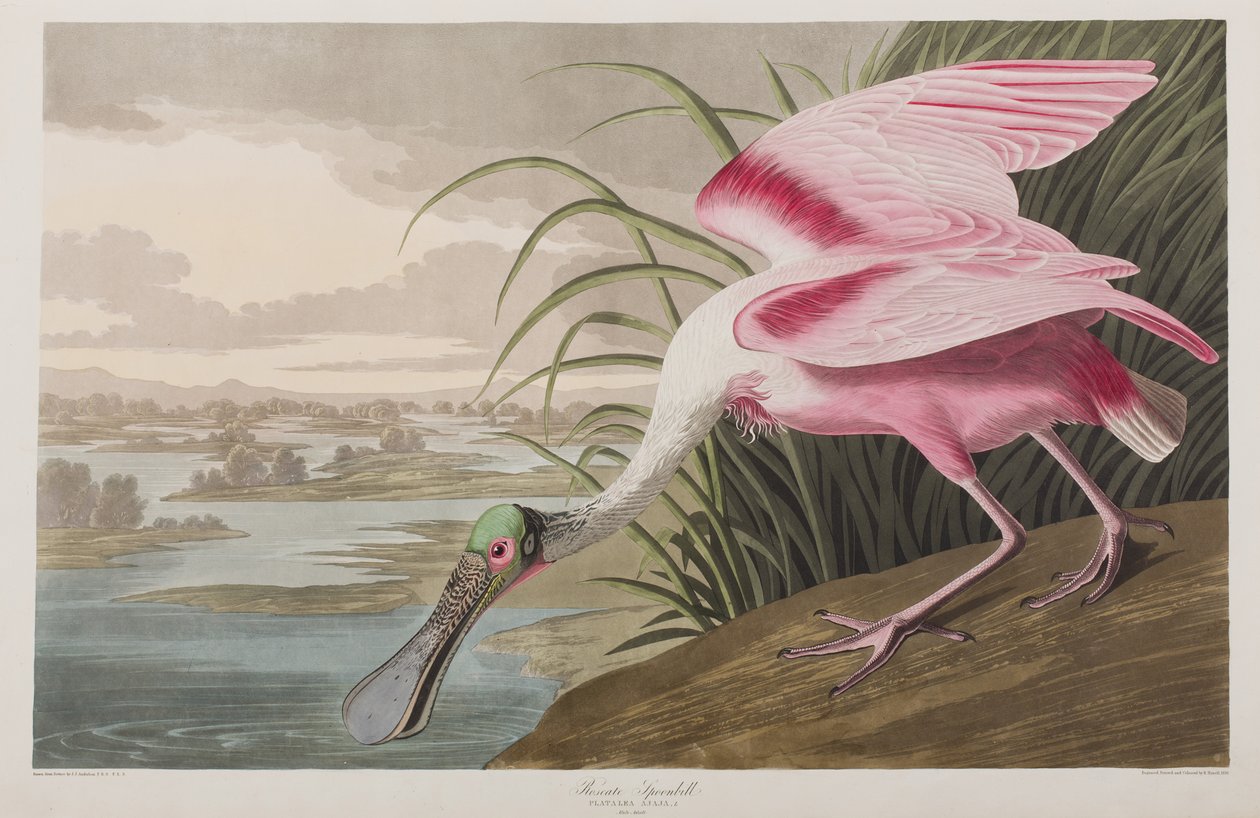 Illustration aus 