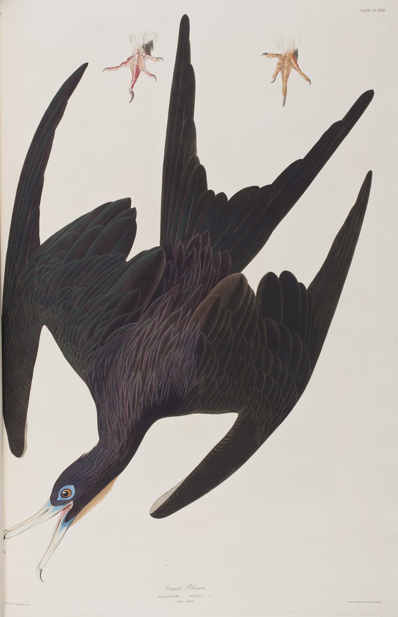 Illustration aus 