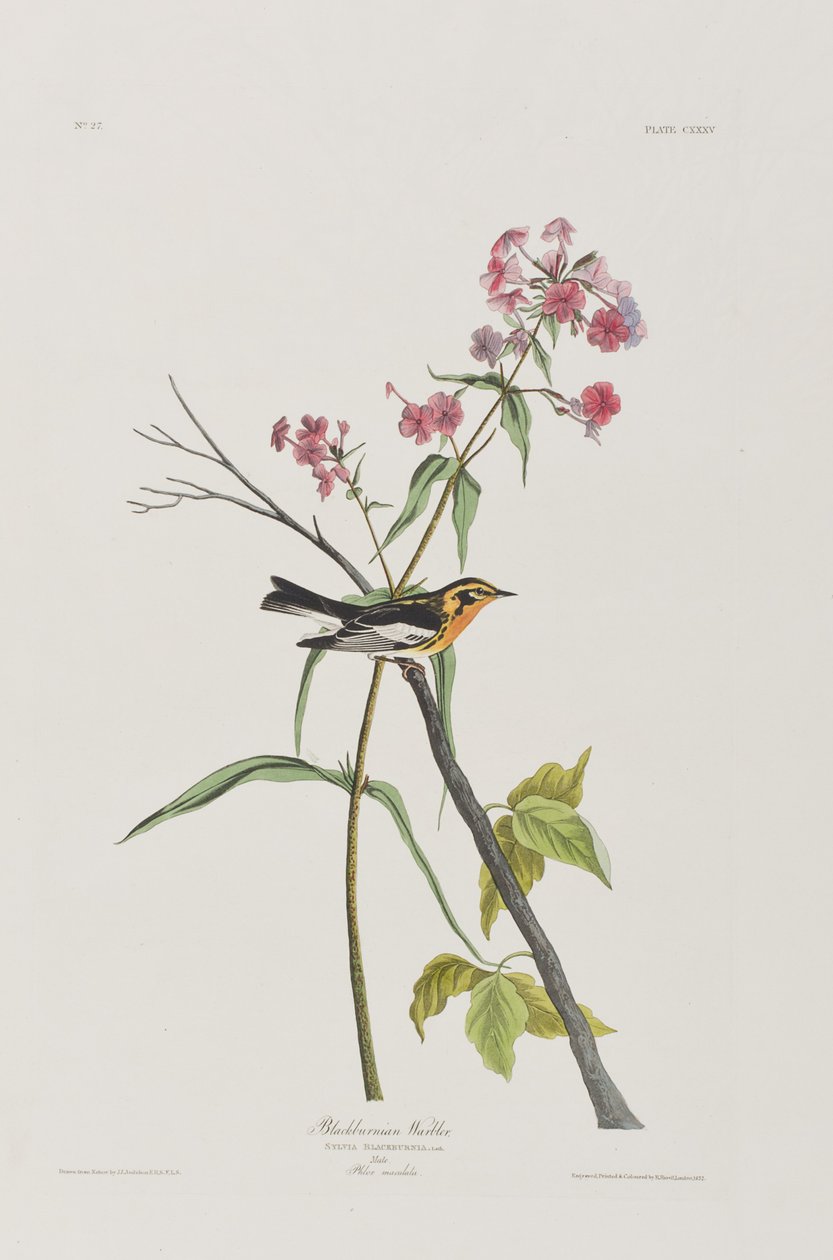 Illustration aus 