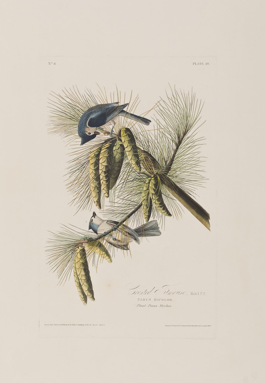 Illustration aus 