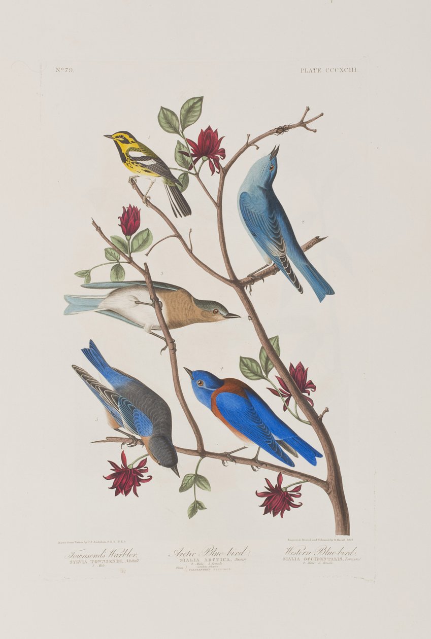 Illustration aus 