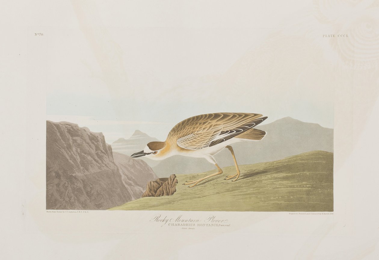 Illustration aus 