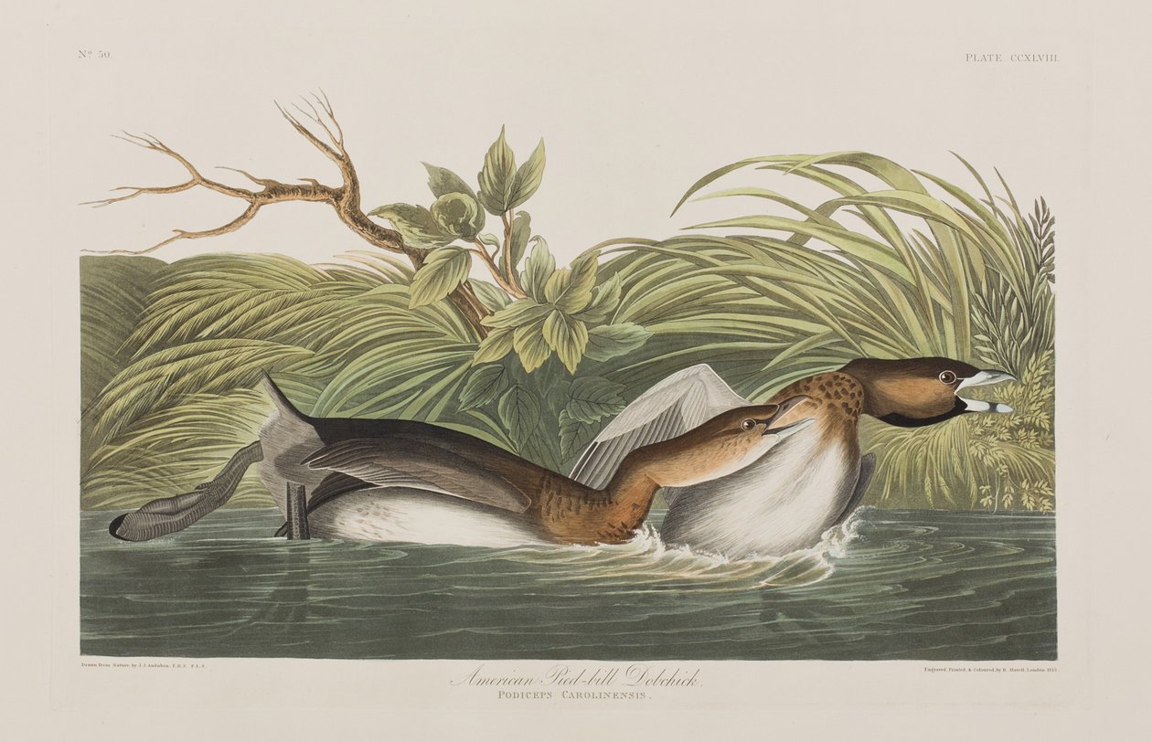 Illustration aus 