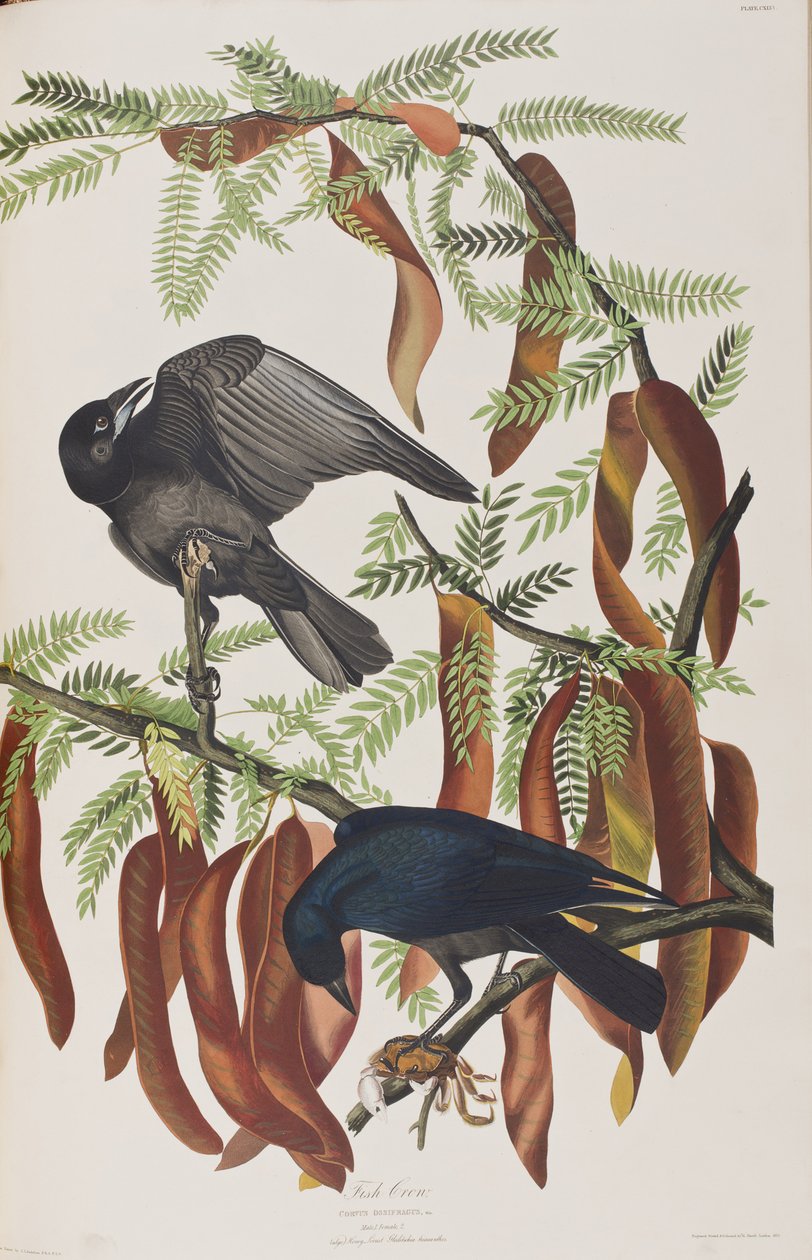 Illustration aus 