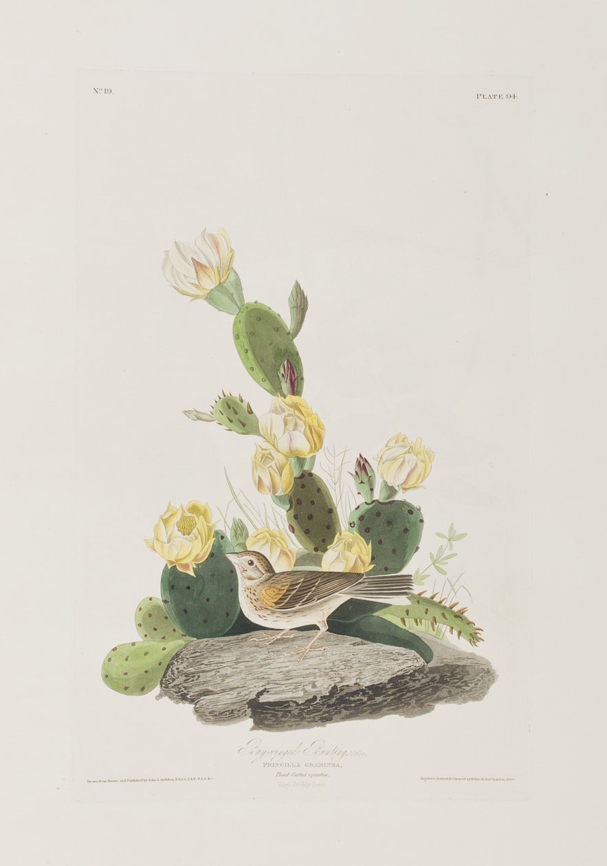 Illustration aus 