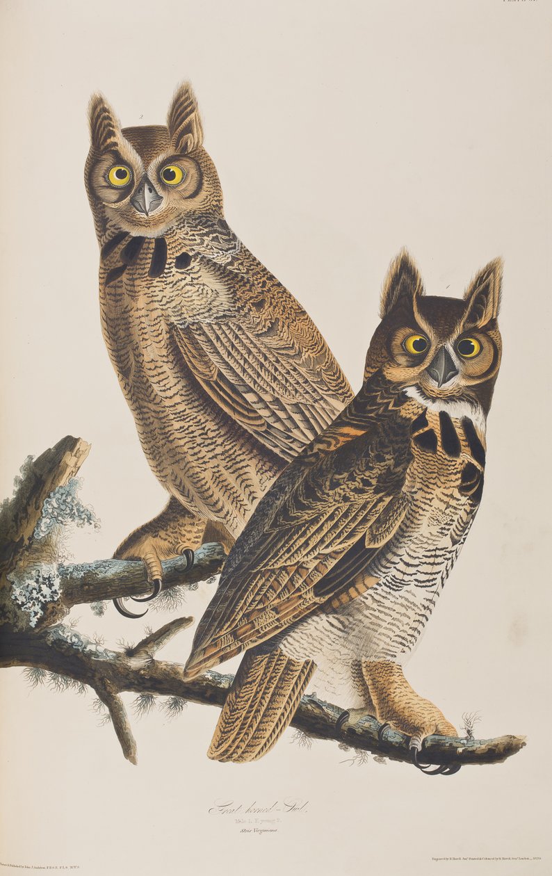 Illustration aus 