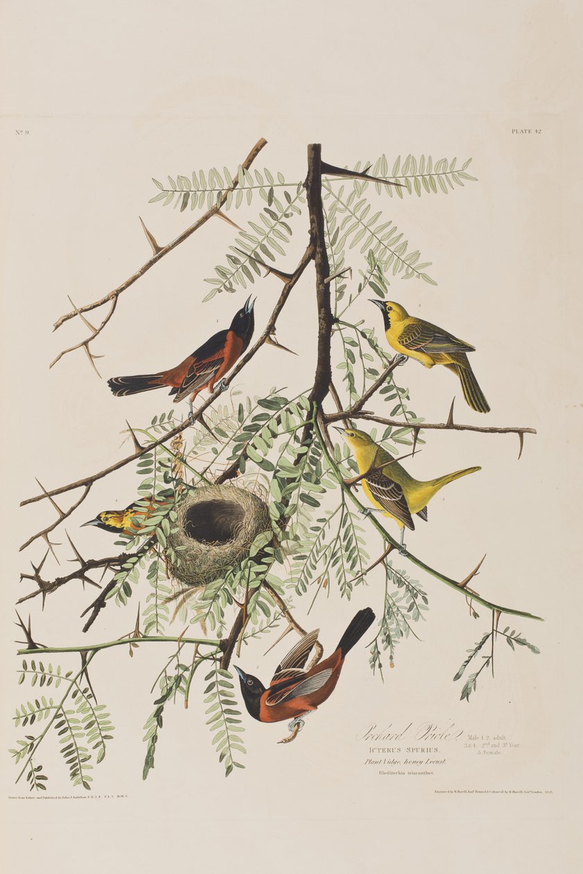 Illustration aus 