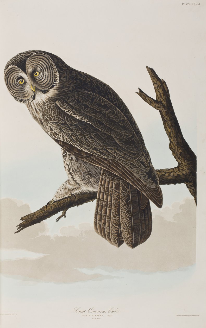 Illustration aus 