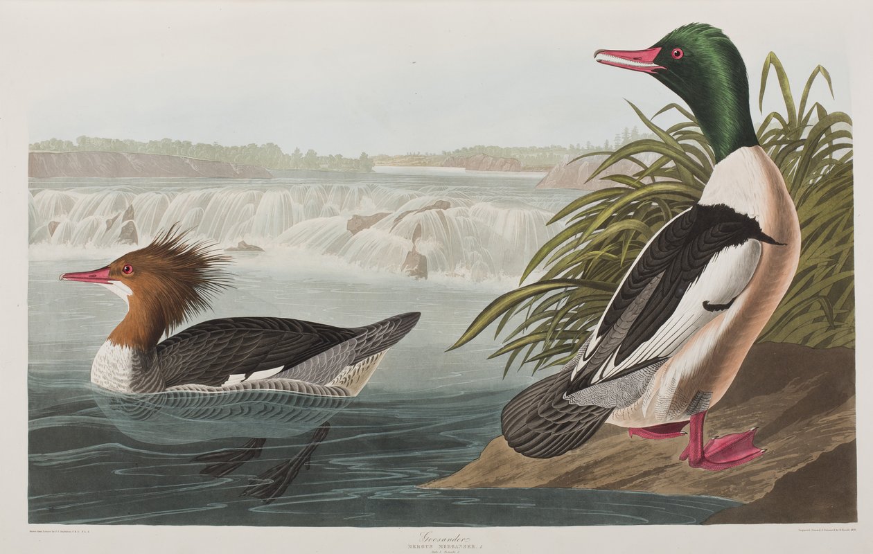 Illustration aus 