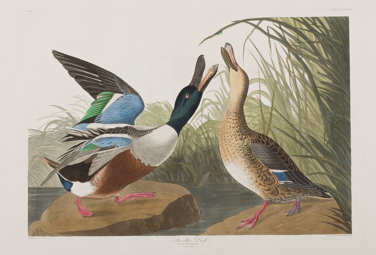 Illustration aus 