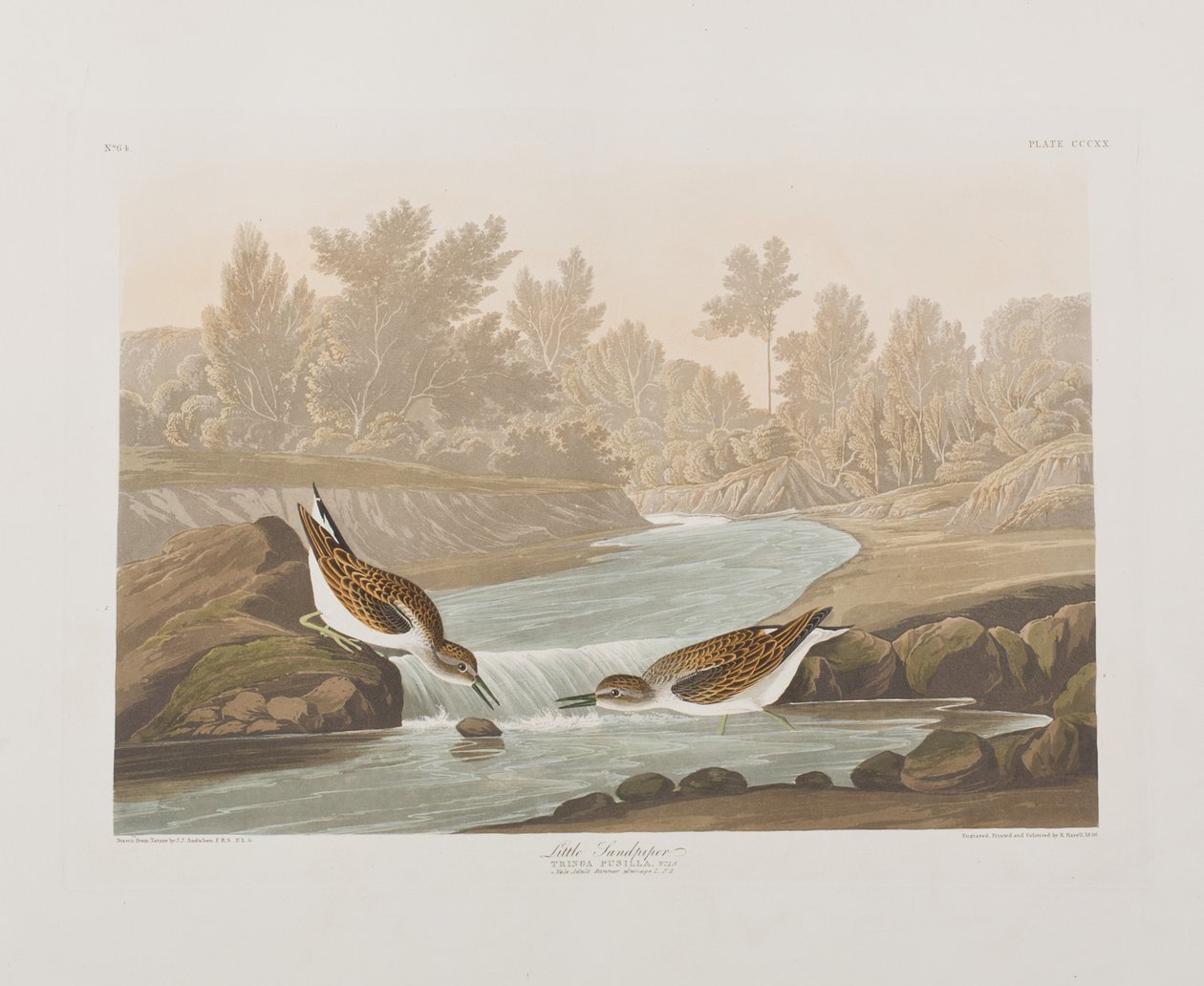 Illustration aus 