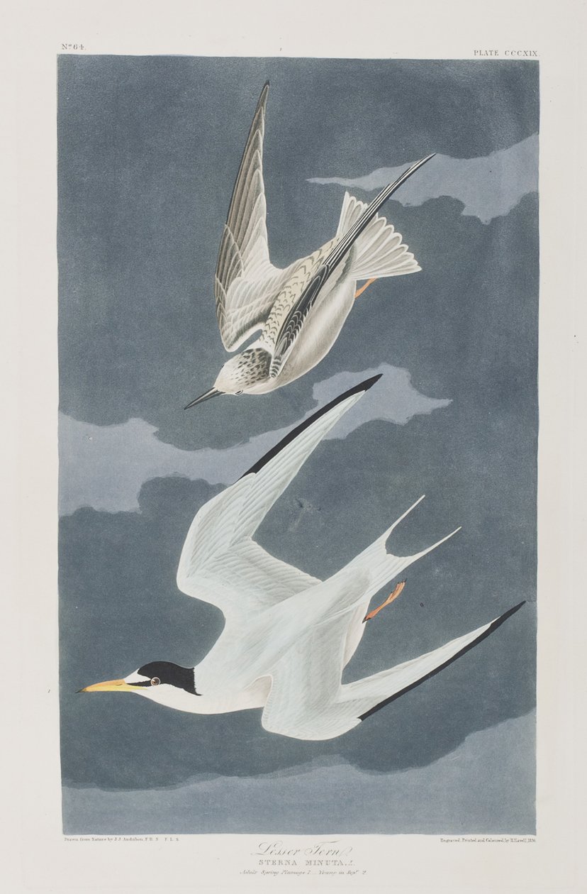 Illustration aus 