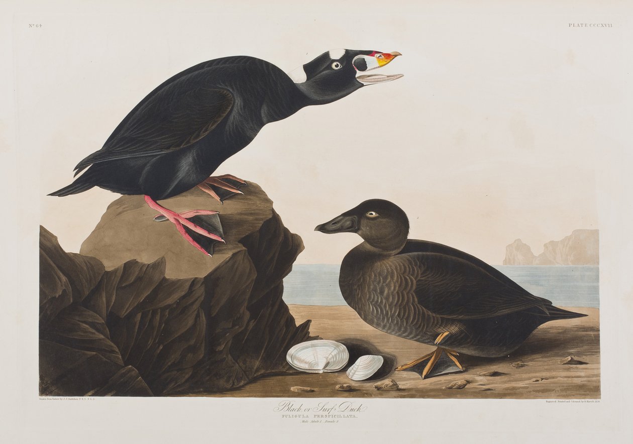 Illustration aus 