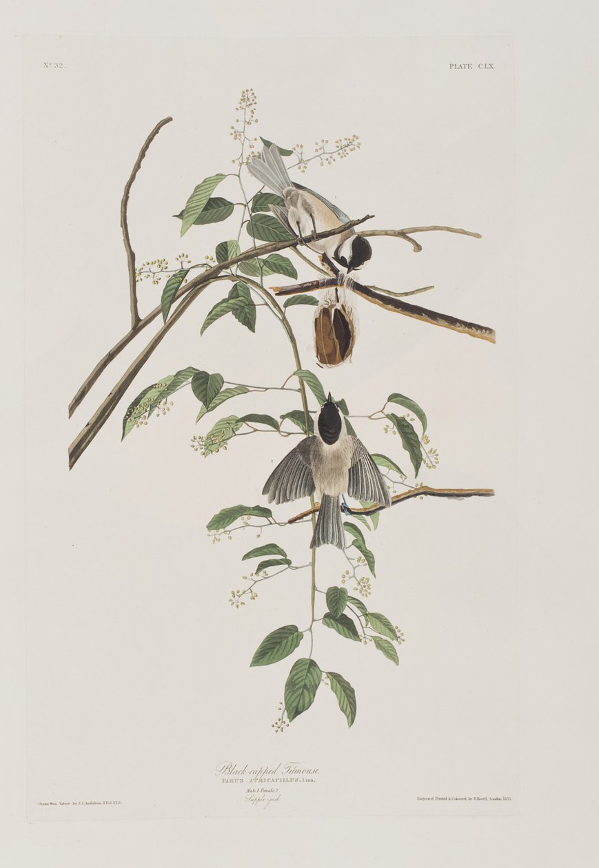 Illustration aus 