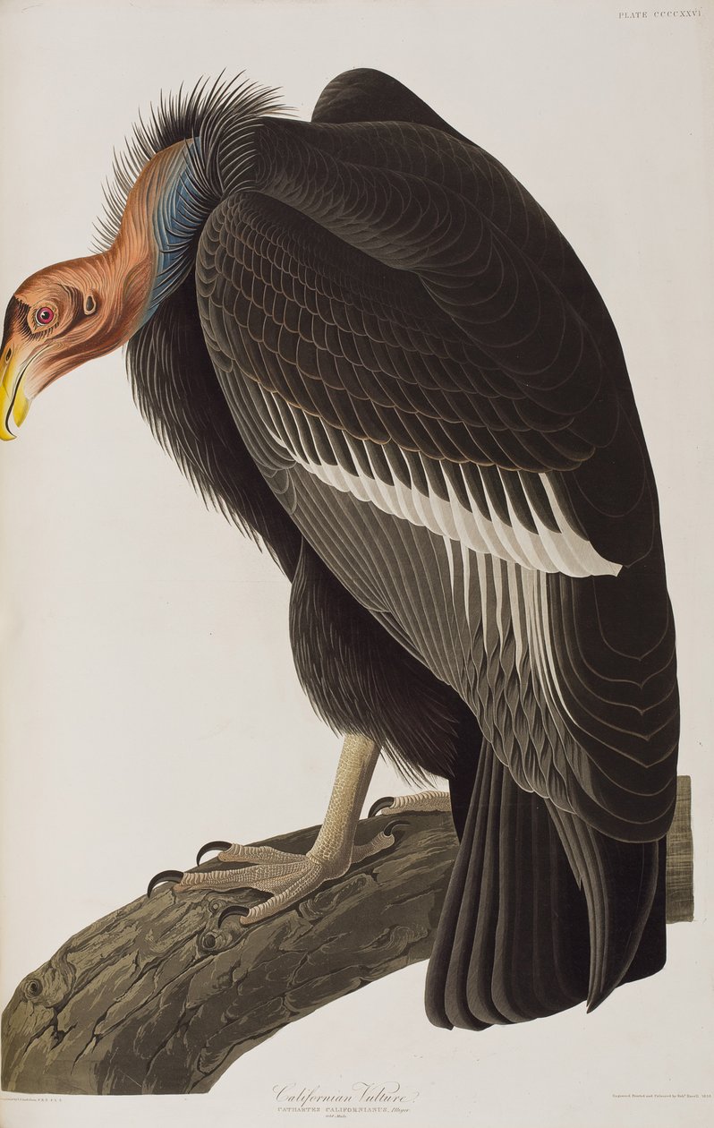 Illustration aus 