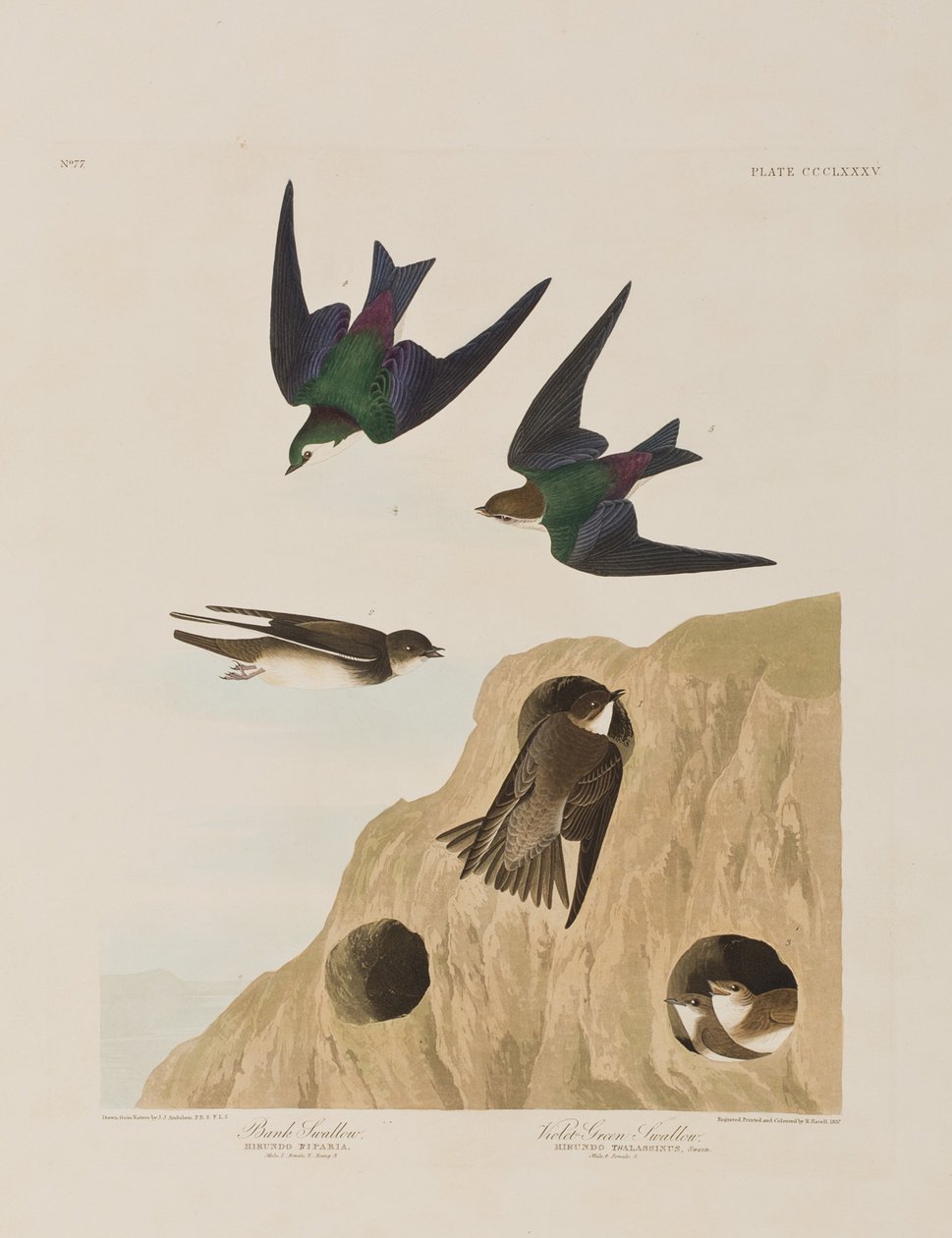Illustration aus 