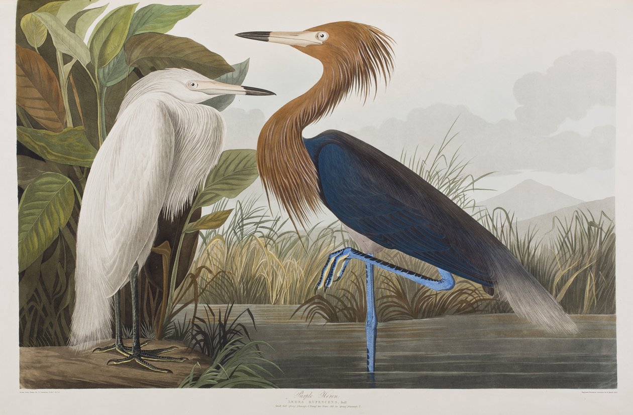 Illustration aus 