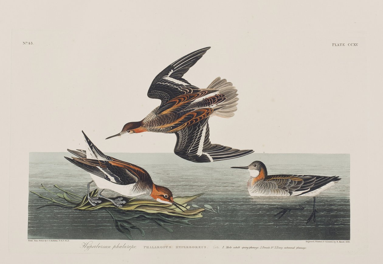 Illustration aus 