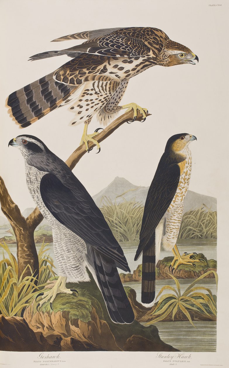 Illustration aus 