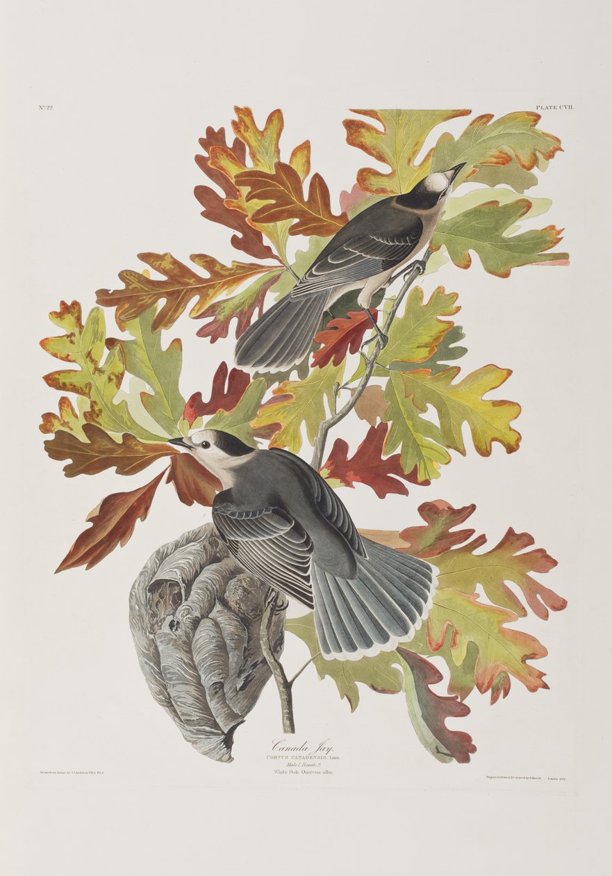 Illustration aus 