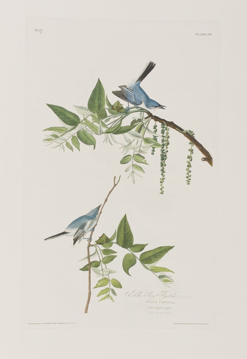 Illustration aus 