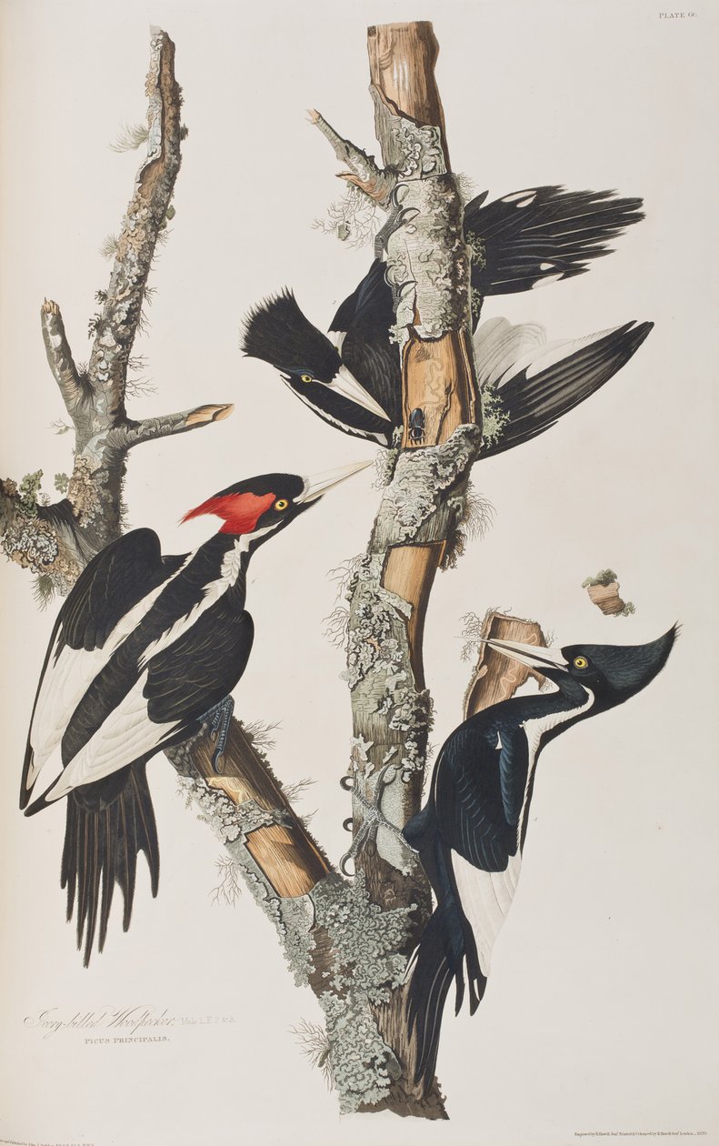 Illustration aus 