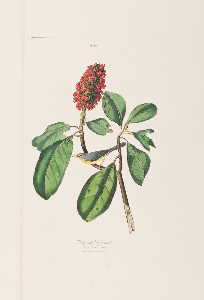 Illustration aus 