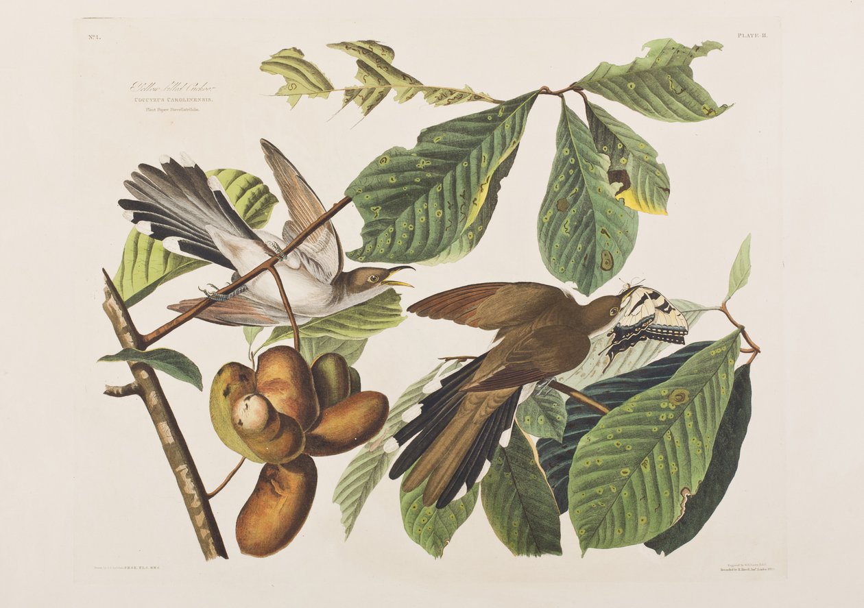Illustration aus 