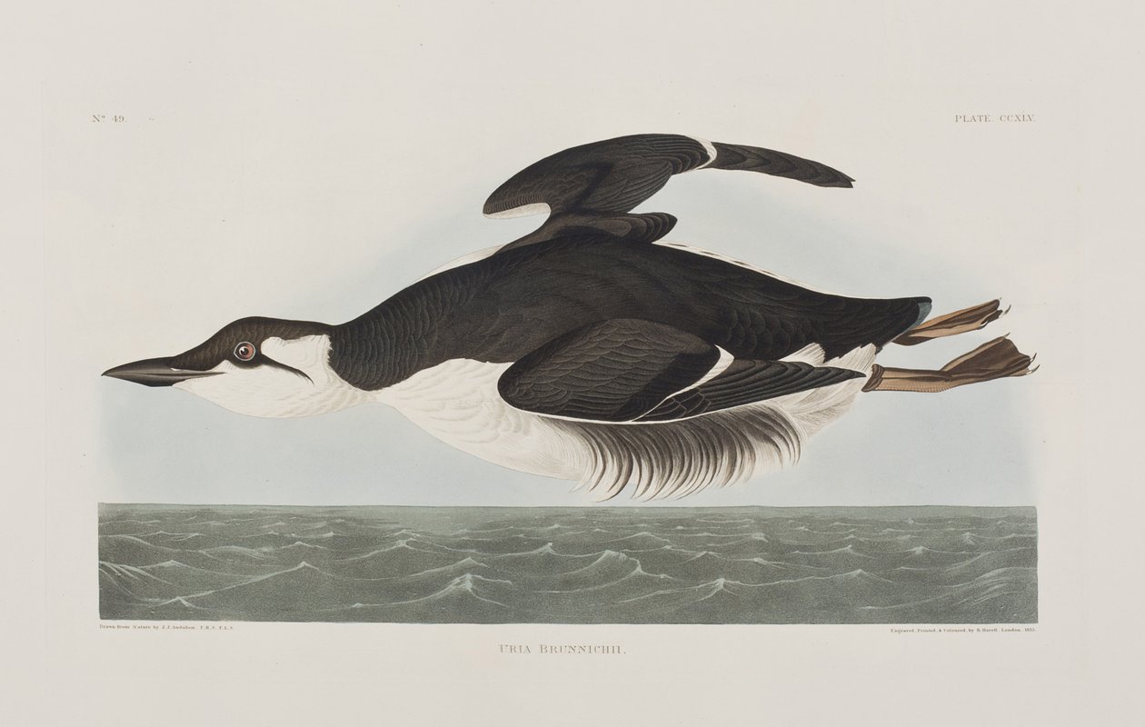 Illustration aus 
